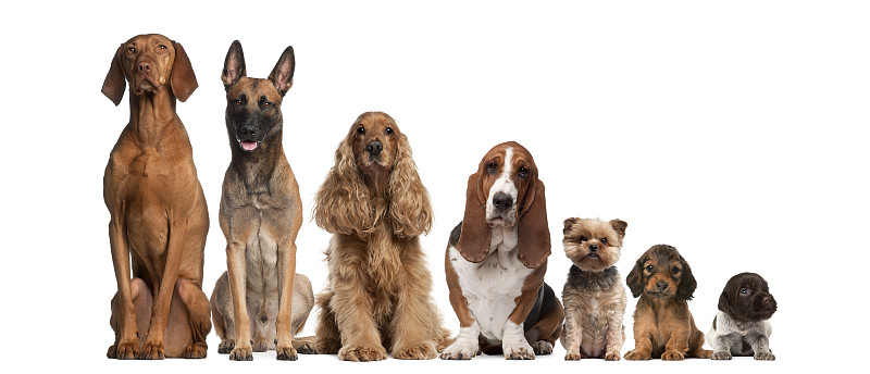 狗,褐色,小的,高大的,动物群,反差,多样,成一排,纯种犬,小狗