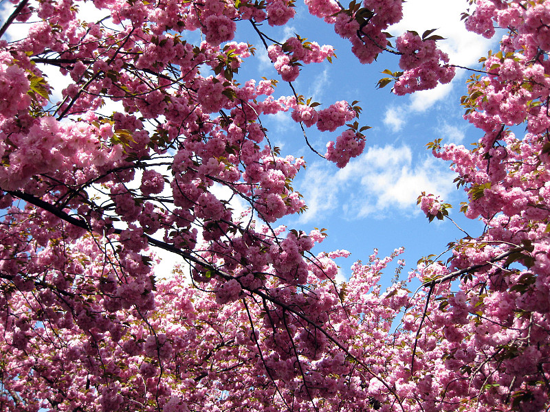 樱花,粉色,重瓣花,天空,水平画幅,枝繁叶茂,无人,户外,毛绒绒