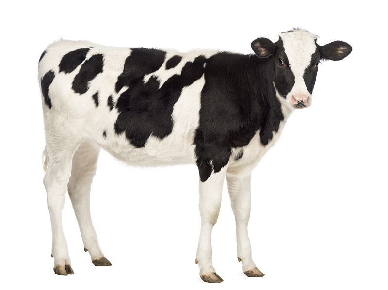 小牛,注视镜头,8到9个月,家牛,母牛,水平画幅,无人,动物主题,哺乳纲,白色