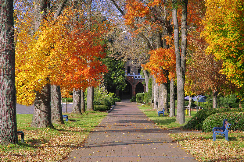 校园,秋天,叶子,自然,长椅,水平画幅,橙色,枝繁叶茂,无人,枫树