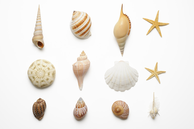 贝壳,白色背景,分离着色,小酒杯,海星,海螺,甲壳动物,扇贝,背景分离,剪贴路径