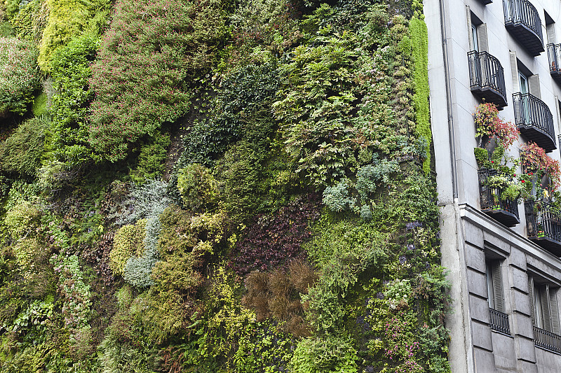 围墙,绿色,直立式花园,水培法,马德里,概念和主题,自然,草原,水平画幅,墙
