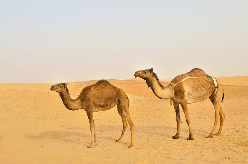 骆驼,两只动物,迪拜,阿拉伯半岛,单峰骆驼,留白,褐色,水平画幅,沙子,无人