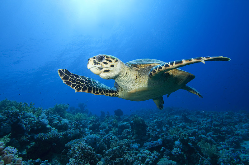绿蠵龟,玳瑁,海龟,红海,水,水平画幅,水下,埃及,野外动物,生态多样性