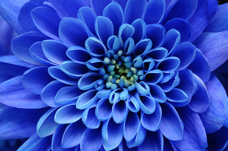 蓝盆花,自然,水平画幅,纹理效果,无人,蓝色,特写,自然美,花束,春天