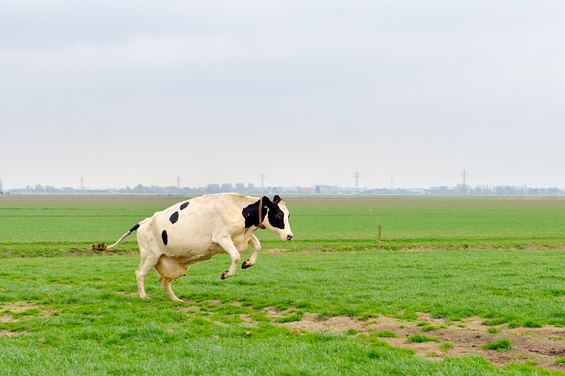 母牛,草地,弗里斯兰奶牛,乳牛,幸福,水平画幅,快乐,户外,草,田地