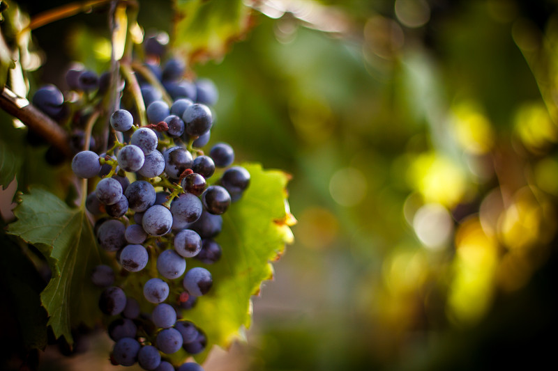 葡萄,悬挂的,有蔓植物,巨大的,红葡萄酒,索那玛郡,基劳纳,葡萄园,葡萄酒厂,奥卡纳根山谷