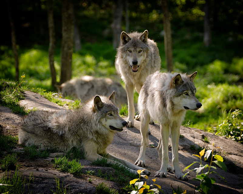 狼,三只动物,东,兽群,木材,动物群,灰狼,机敏,水平画幅,野外动物