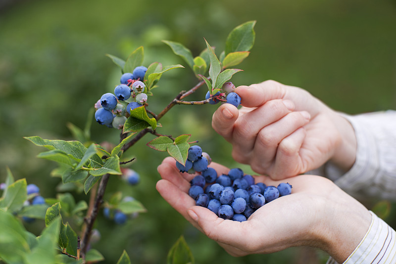 蓝莓,女人,水平画幅,提举,水果,浆果,有机食品,手,采摘