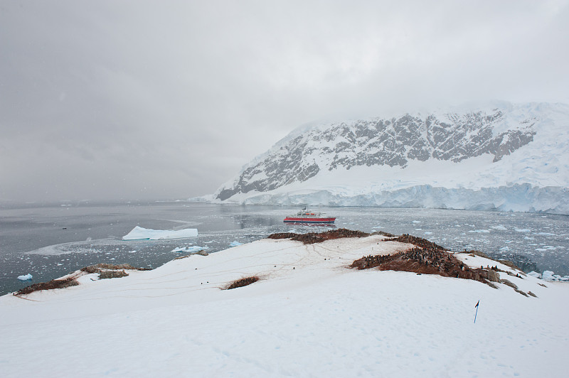 客船,南极洲,南极半岛,巴布亚企鹅,气候,水平画幅,雪,无人,企鹅,野外动物