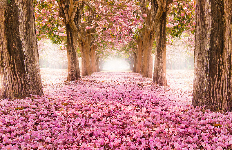 隧道,浪漫,花朵,小路,粉色,地形,路,春天,自然,公园