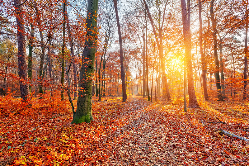 秋天,森林,公园,水平画幅,无人,户外,明亮,树林,植物,彩色图片