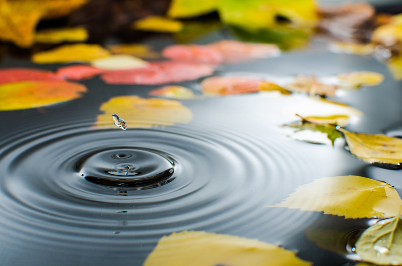 雨,池塘,水坑,宁静,安静,河流,水滴,美,叶子,秋天
