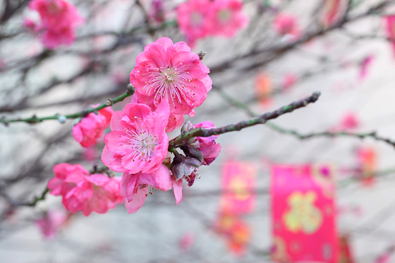 桃花,春节,红包,中文,梅花,汉字,桃树,水平画幅,樱花,无人