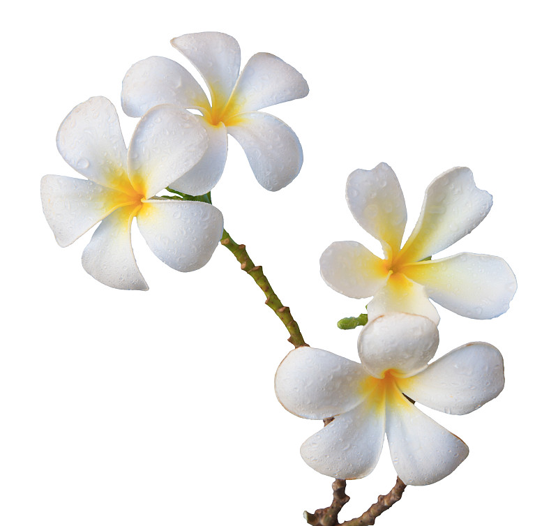 赤素馨花,白色,自然,白色背景,清新,图像,花瓣,无人,花束,植物