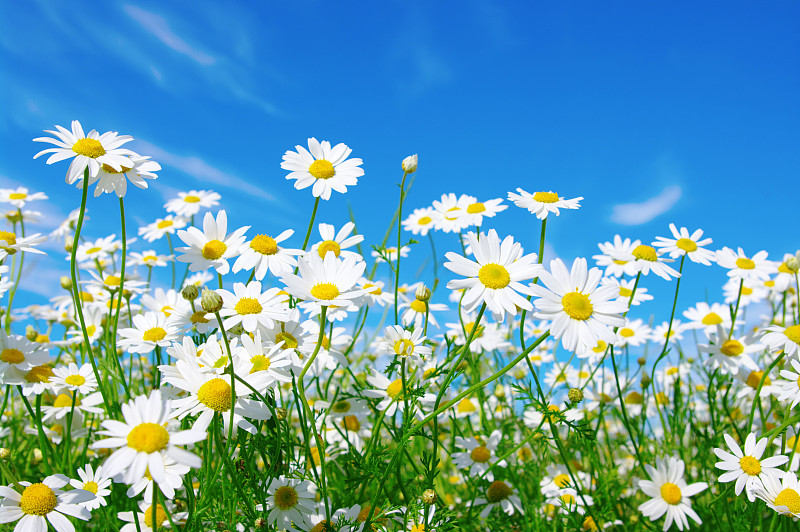 白色,雏菊,天空,田地,草地,水平画幅,绿色,无人,蓝色,摄影