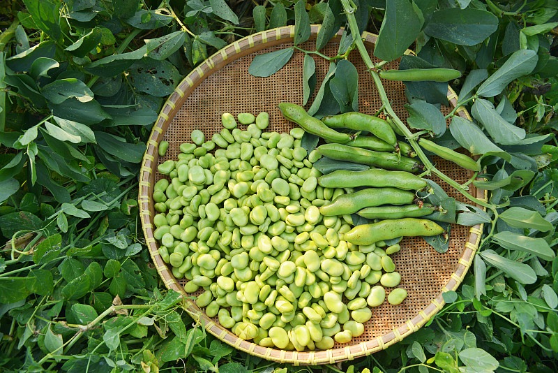 蚕豆,豌豆荚,青豆,漏勺,自然,饮食,水平画幅,绿色,无人,有机食品