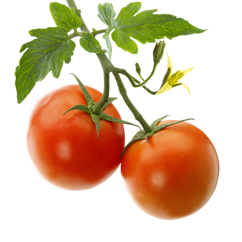 西红柿,菜园,番茄植物,有蔓植物,无人,白色背景,背景分离,方形画幅,植物茎,白色
