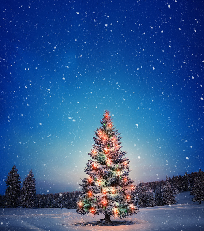 圣诞树,非都市风光,杉树,光,圣诞小彩灯,节日,雪,地形,森林,风景