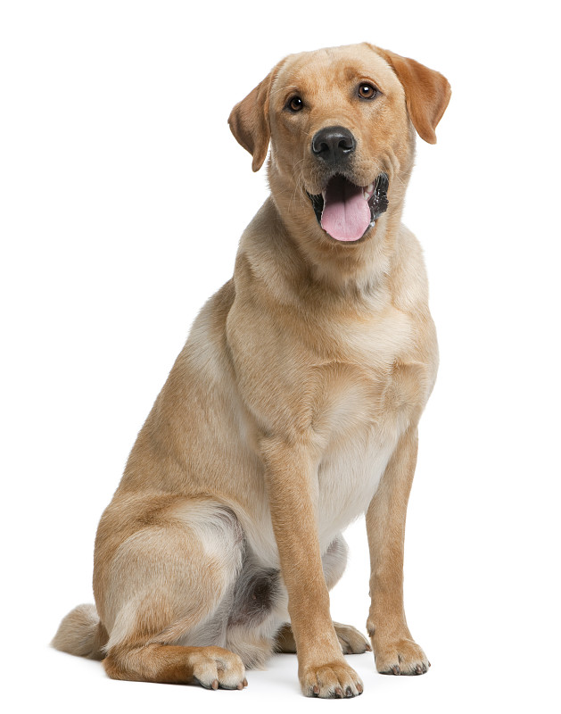 拉布拉多犬,12到15个月,寻回犬,气促,动物舌头,狗,白色背景,垂直画幅,正面视角,留白