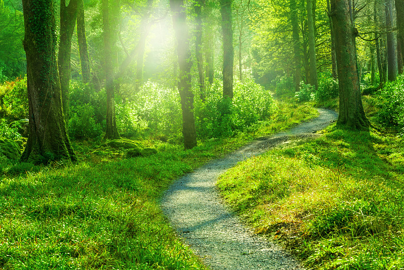 小路,森林,日光,自然,树林,童话故事,徒步旅行,旅途,公园,水平画幅