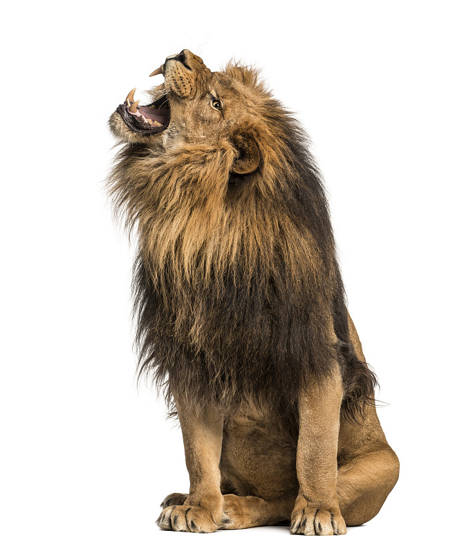 狮子,分离着色,10岁到11岁,垂直画幅,野生猫科动物,动物嘴,无人,哺乳纲,白色,动物牙齿