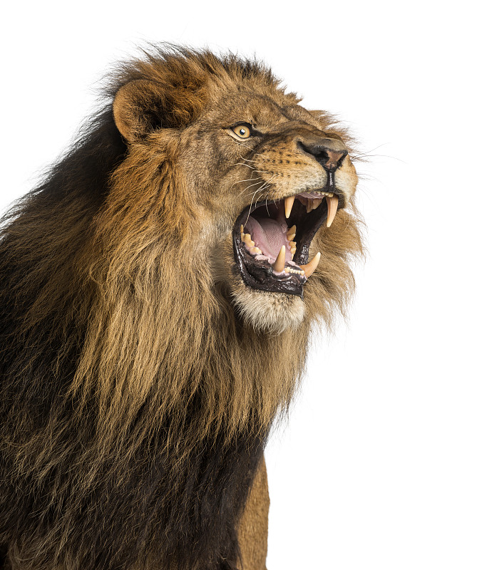 狮子,特写,10岁到11岁,垂直画幅,野生猫科动物,动物嘴,无人,哺乳纲,白色,动物牙齿