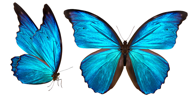 蝶泳,白色,自然美,分离着色,蝴蝶,翅膀,机翼,非洲堇,昆虫,蓝色