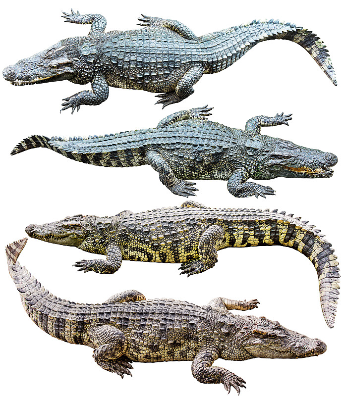 鳄鱼,淡水鱼,白色,分离着色,垂直画幅,动物嘴,正装照片,动物身体部位,野外动物,顶部