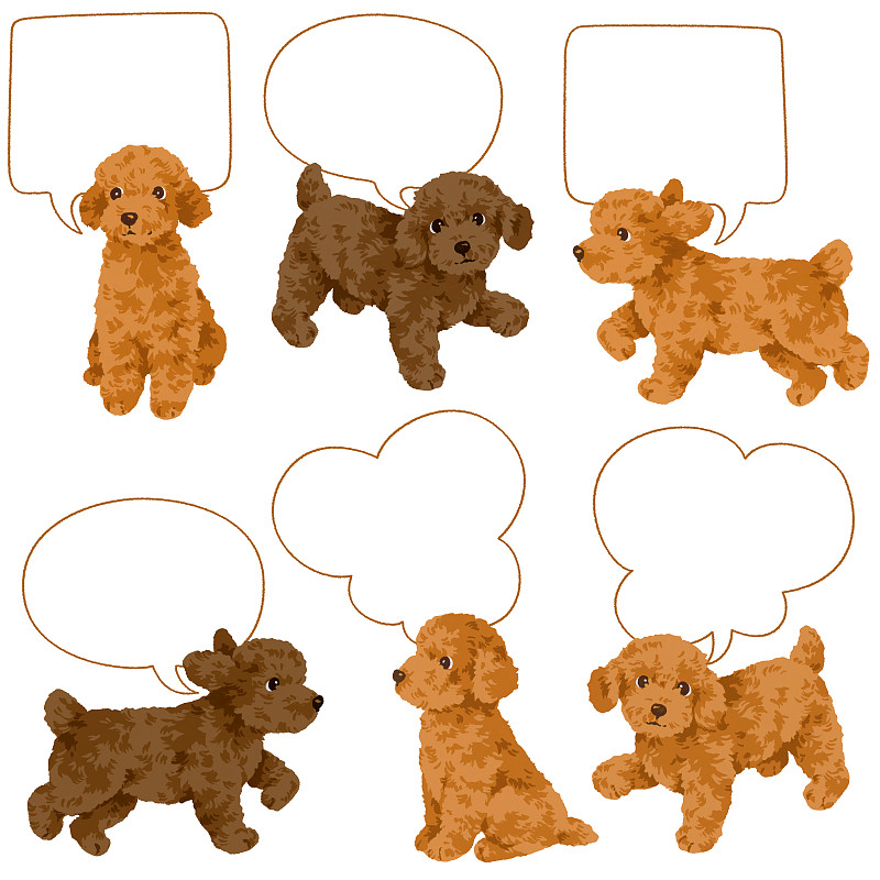 狗,可爱的,褐色,玩具贵宾犬,边框,进行中,绘画插图,纯净,卡通