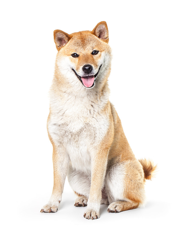 日本柴犬,白色背景,分离着色,垂直画幅,正面视角,留白,褐色,日本人,白色,看