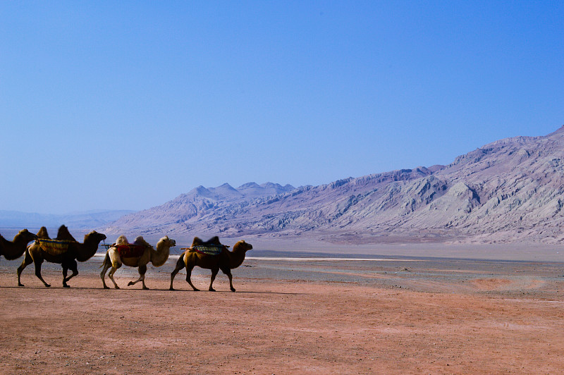 中国,沙丘,沙漠,驼队,塔克拉玛干沙漠,单峰骆驼,骆驼,沙子,旅行者,夏天