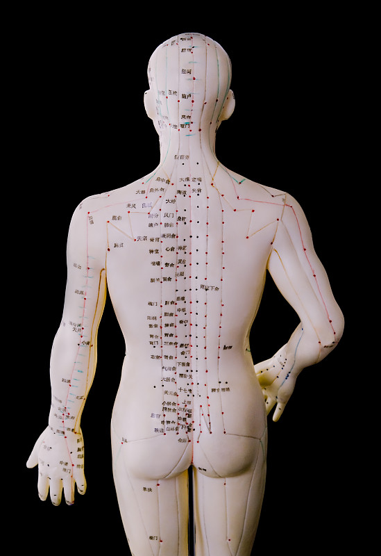 针灸模型,男性,后背,正中神经,压力点,后脑勺,针灸,中医,指压