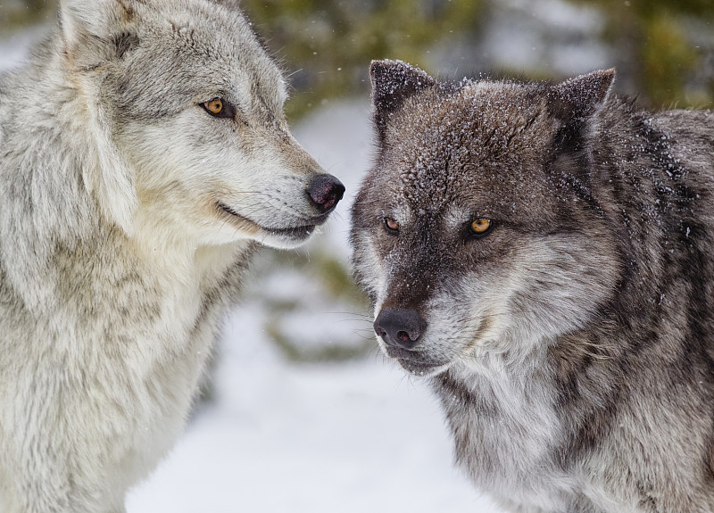 冬天,灰色,两只动物,狼,灰狼,正面视角,水平画幅,雪,动物身体部位,野外动物