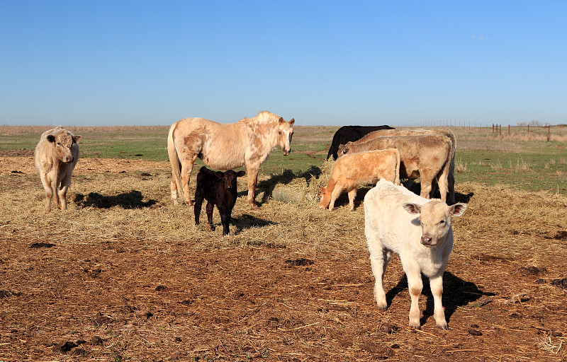 阿伯丁安格斯牛,干草,马,小牛,纯种犬,多样,俄克拉荷马,水平画幅,无人,户外