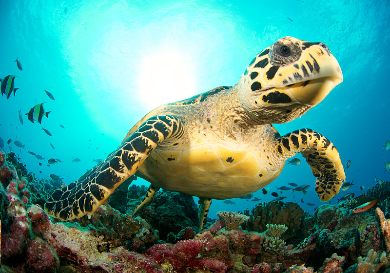 绿蠵龟,玳瑁,礁石,海龟,水下,鱼类,正面视角,热带鱼,水平画幅,侧面像