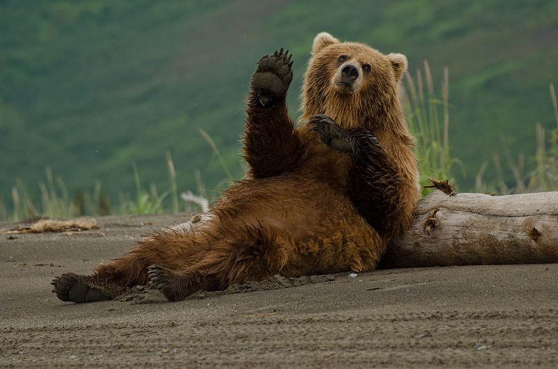 棕熊,海岸地形,熊,阿拉斯加,爪子,幽默,动物,自然,正面视角,褐色