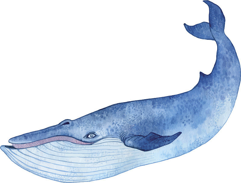 蓝鲸,鲸,幼鲸,座头鲸,尾鳍,动物嘴,绘画插图,大西洋,巨大的,水下