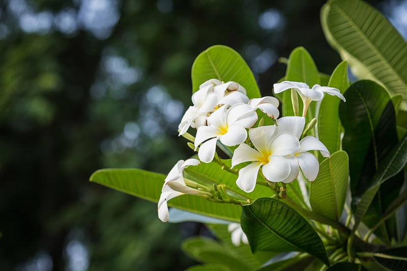 赤素馨花,白色,黄色,叶子,自然,栀子花,芳香的,水平画幅,巴厘岛,夏天