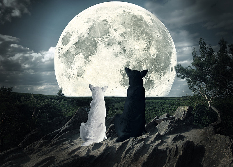 两只动物,月亮,看,狗,金满月枫,狼,丛林狼,午夜,天空,美