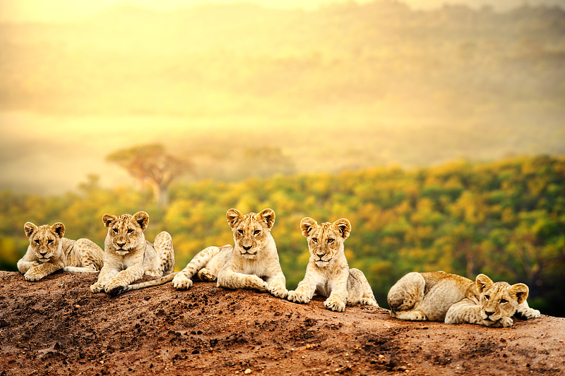 小狮子,等,野生动物,狮子,狩猎动物,非洲,野生猫科动物,褐色,水平画幅,相伴