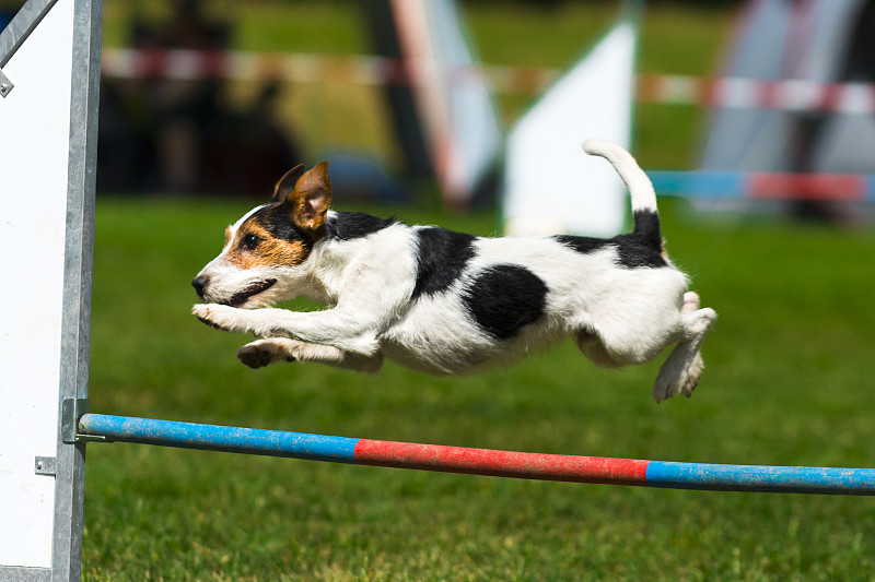 杰克拉瑟短腿犬,敏捷,一个物体,高尔夫球场,特写,狗狗障碍赛,障碍训练场,受过训练的狗,智慧,努力