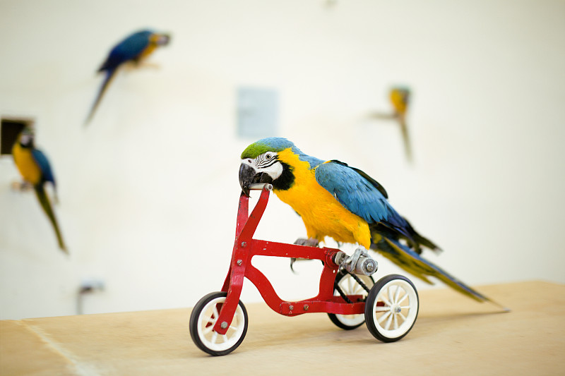 鹦鹉,自行车,多色的,红色,正面视角,气候,智慧,异国情调,马来西亚,动物杂技