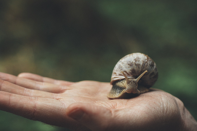 泥泞的,法式蜗牛,蜗牛,自然界,图像,法式食品,触角,拿着,手,2015年