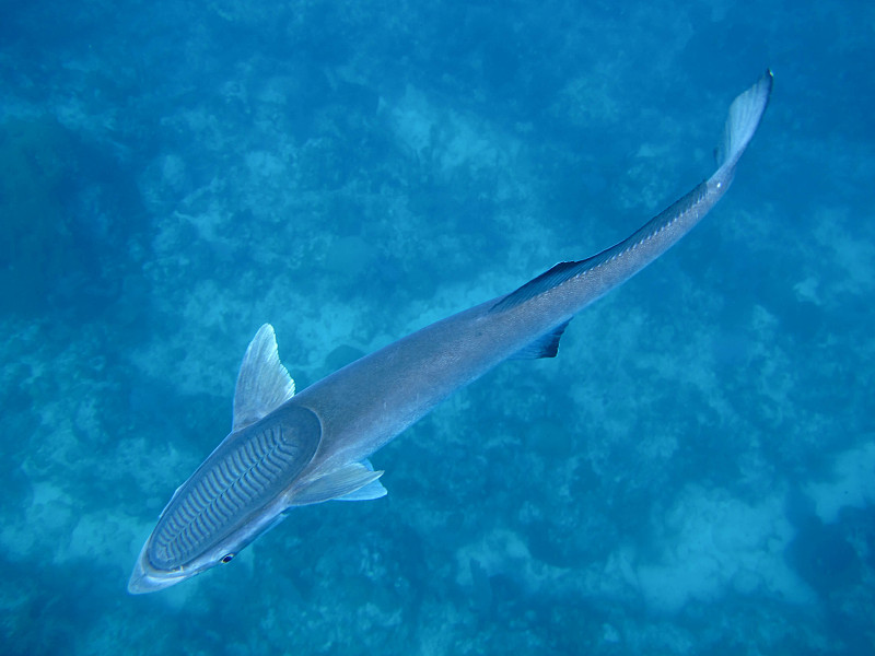 印鱼,背鳍,吸盘,水下,正上方视角,往下看,水,热带鱼,水平画幅,高视角