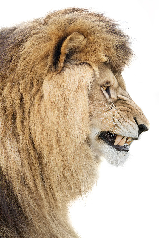 不高兴的,狮子,狮群,咆哮,流浪动物,垂直画幅,野生猫科动物,领导能力,动物嘴,职权