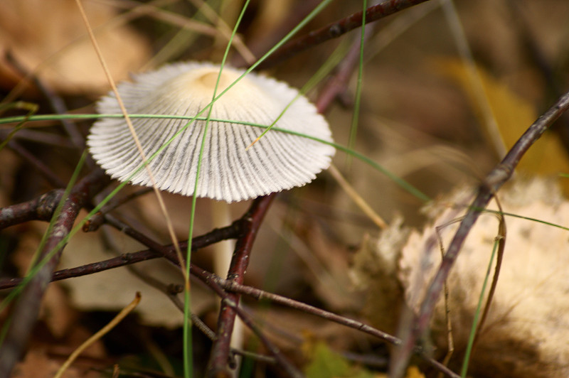 蘑菇,森林,牛肝菌,孢子,褐色,水平画幅,素食,苔藓,户外,草