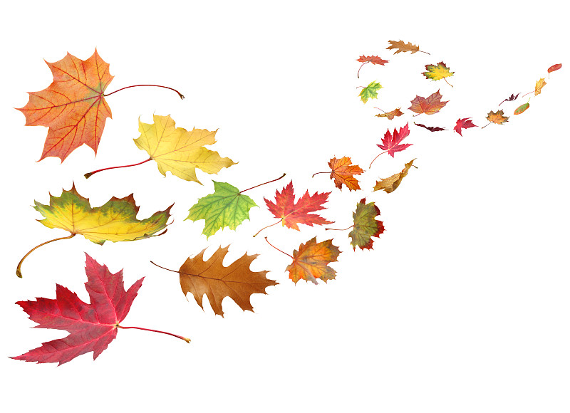 风,叶子,枫叶,红花槭,枫树,死亡的植物,死的,秋天,自由落体,白色背景