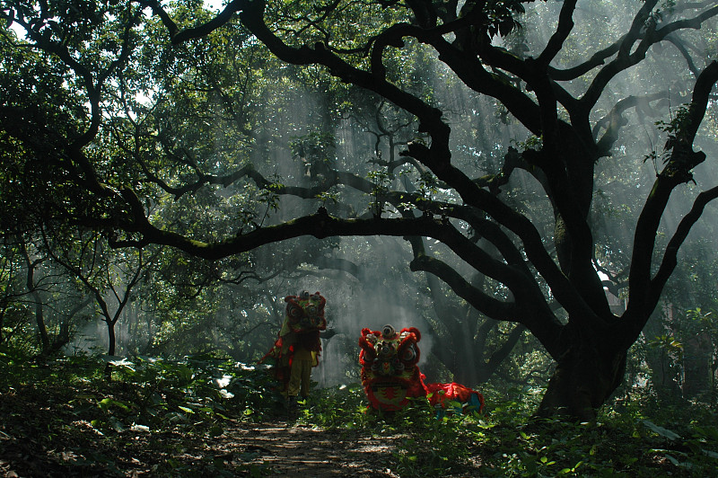 拜访森林,狮子舞蹈,湿,暗色,热带气候,树荫,植物,2015年,户外,雨林