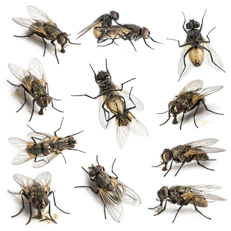 家蝇,数字11,昆虫群,动物交配,无脊椎动物,无人,白色背景,动物习性,背景分离,方形画幅